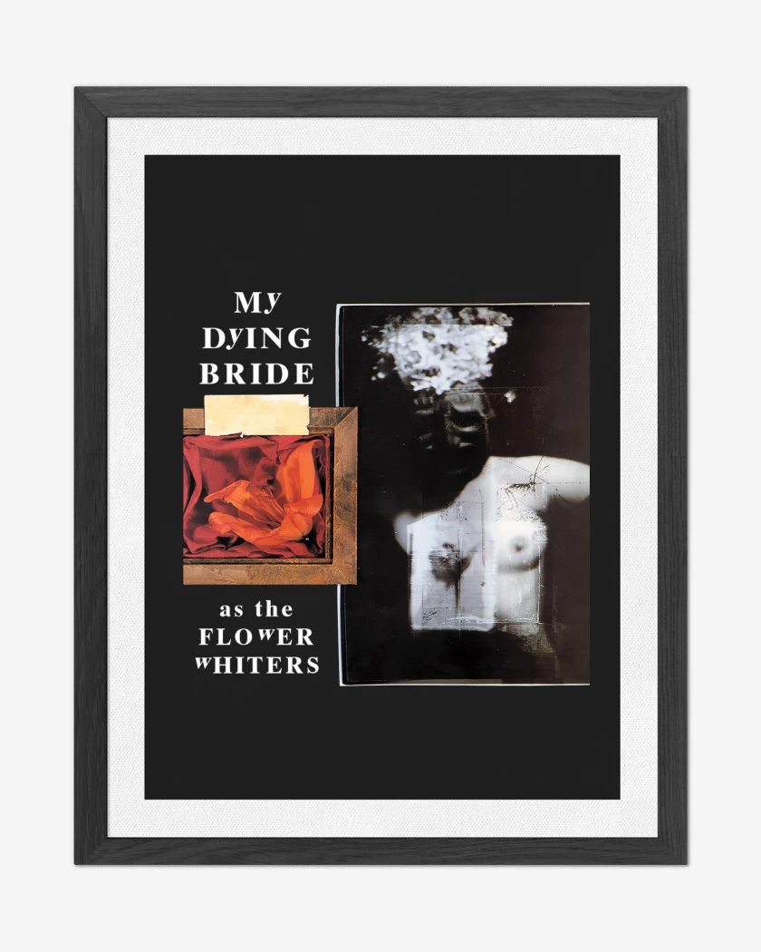 Cuadro decorativo Negro de My Dying Bride As the Flower Whiters
