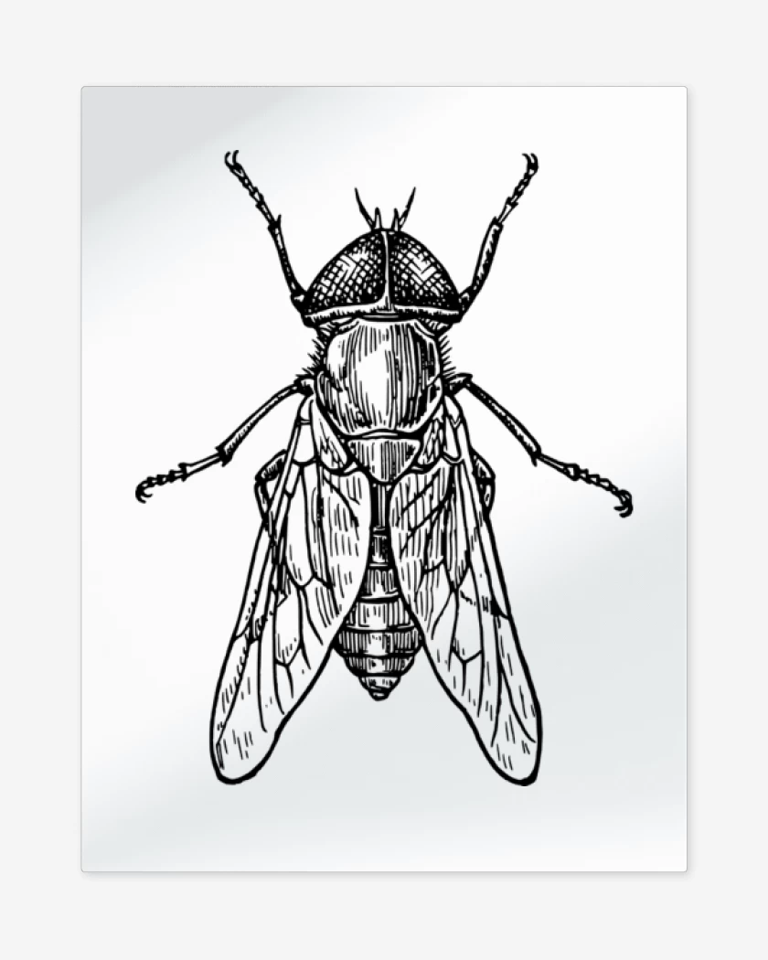 Print metalico Blanco de mosca