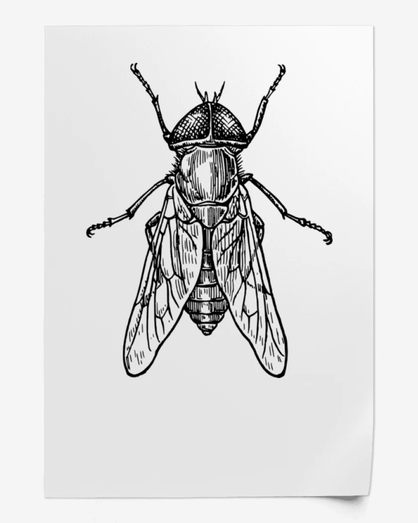 Print Blanco de mosca