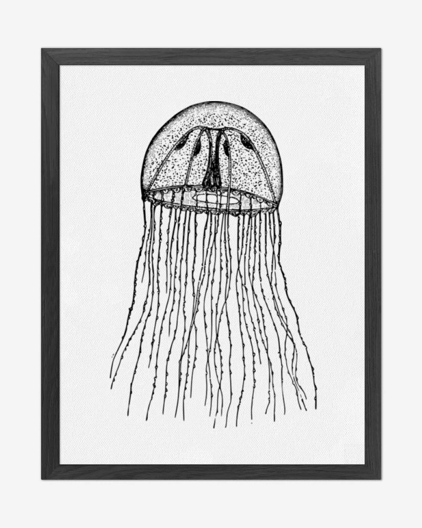 Cuadro decorativo Blanco de Jelly Fish