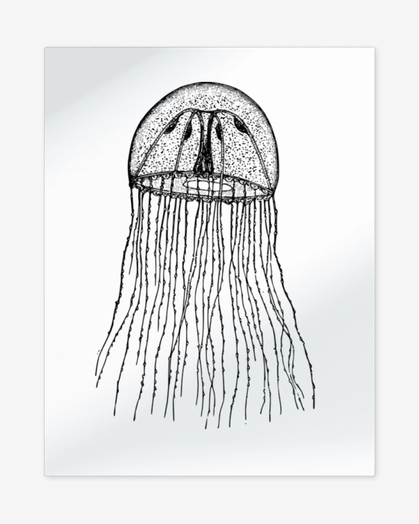 Print metalico Blanco de Jelly Fish