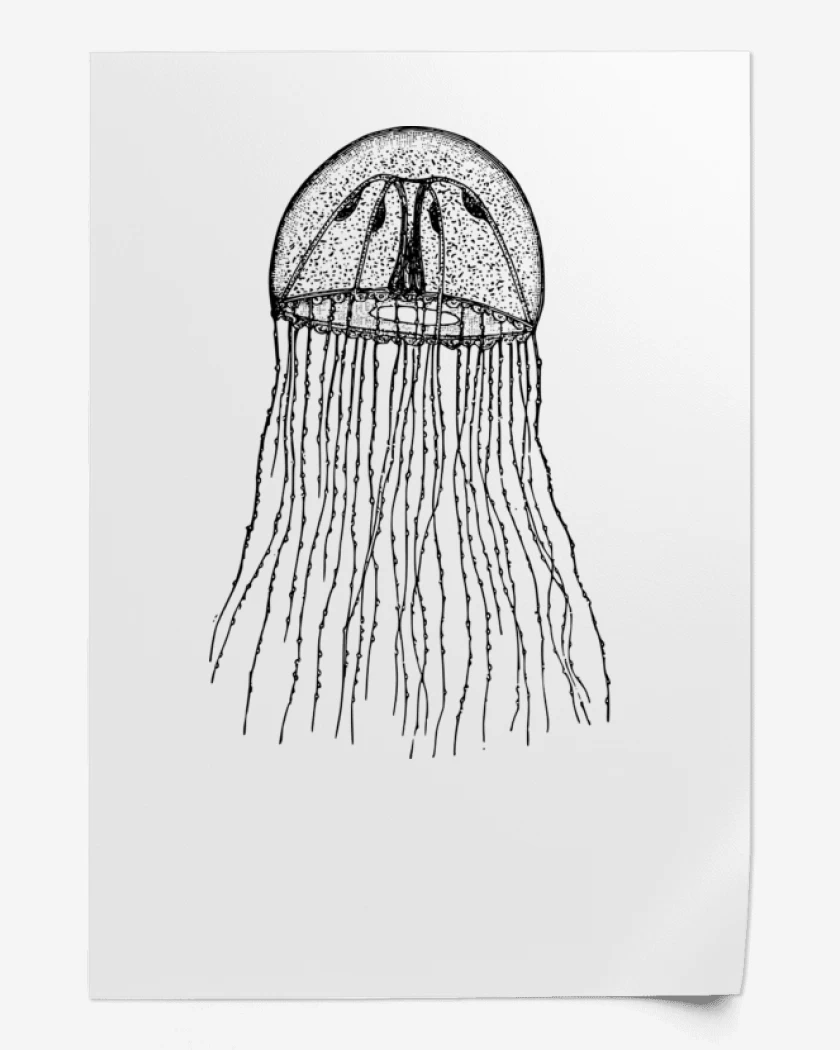 Print Blanco de Jelly Fish