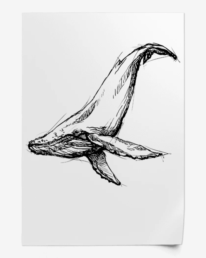 Print Ballena