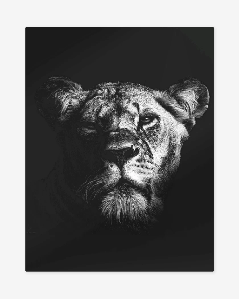 Print metalico Negro de Leona