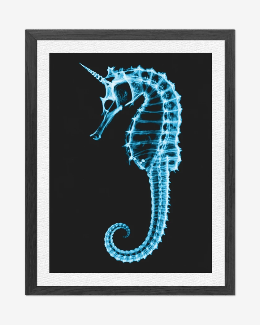 Cuadro decorativo Negro de Caballito de mar