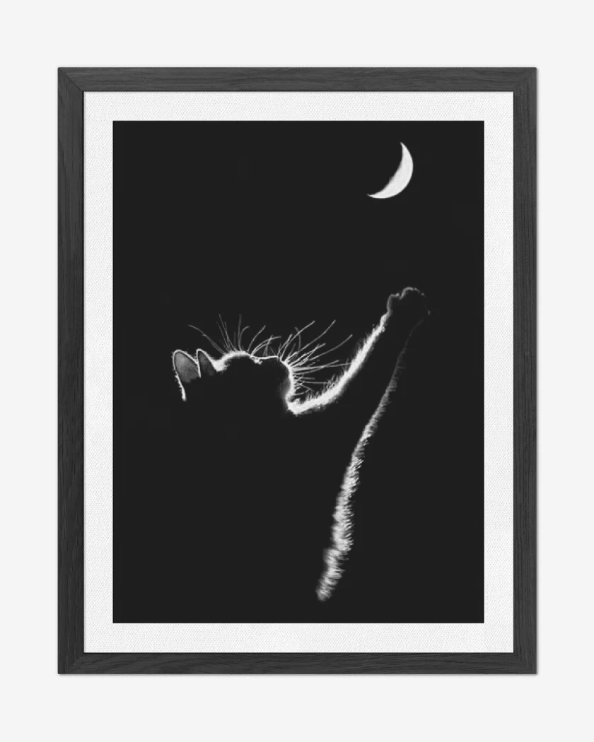 Cuadro decorativo GATO LUNA 